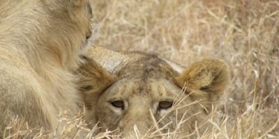 Ultimate tanzania - Photo 1