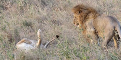 Ultimate tanzania - Photo 3