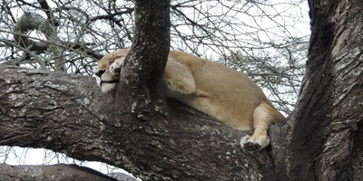 Untamed wilderness - Photo 7