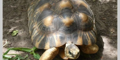 Village des Tortues - Photo 1