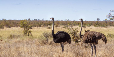  "wild wonders: 3-day masai mara adventure safari" - Photo 11