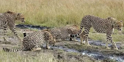 Wilderness wonders & zanzibar - Photo 6