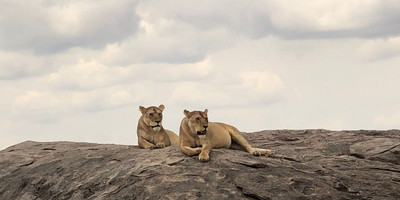Wilderness wonders & zanzibar - Photo 5