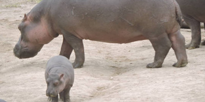Wilderness wonders & zanzibar - Photo 3