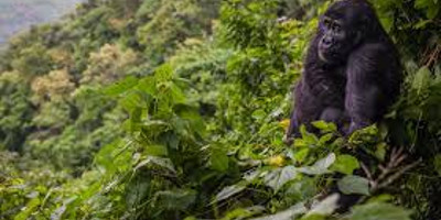 3 days wildlife and gorilla tracking safari - Photo 5