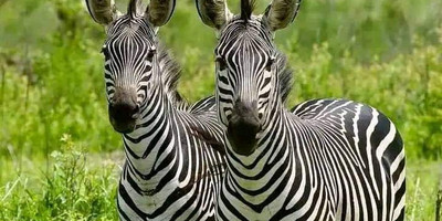 Wildlife safari: 5-day maasai mara, lake nakuru & naivasha - Photo 17