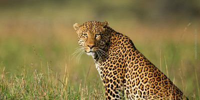 Wildlife safari: 5-day maasai mara, lake nakuru & naivasha - Photo 8