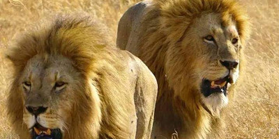 Wildlife safari: 5-day maasai mara, lake nakuru & naivasha - Photo 18