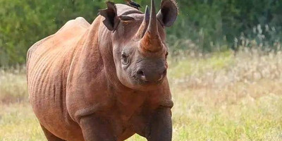 Wildlife safari: 5-day maasai mara, lake nakuru & naivasha - Photo 19
