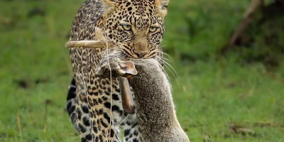 Wildlife safari: 5-day maasai mara, lake nakuru & naivasha - Photo 16