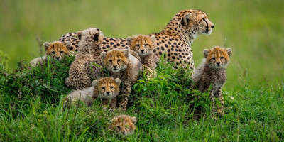 Wildlife safari: 5-day maasai mara, lake nakuru & naivasha - Photo 7