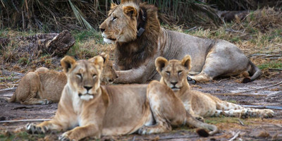 Wildlife safari: 5-day maasai mara, lake nakuru & naivasha - Photo 14