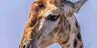 Wildlife safari: 5-day maasai mara, lake nakuru & naivasha - Photo 15