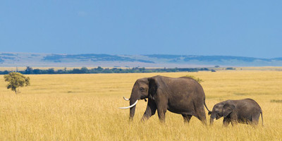 Wildlife safari: 5-day maasai mara, lake nakuru & naivasha - Photo 3
