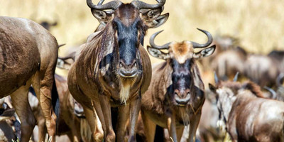 Wildlife safari: 5-day maasai mara, lake nakuru & naivasha - Photo 12