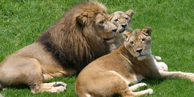 Zoo de Johannesburg - Photo 1