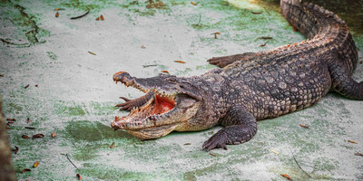 Zoo national d'abidjan - Photo 4