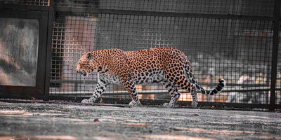 Zoo national d'abidjan - Photo 3
