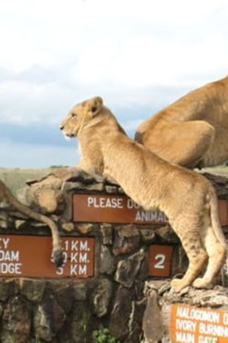 Nairobi National Park Day Tours 