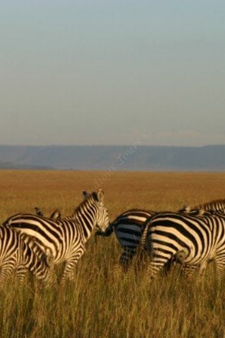  4 Days Tsavo Amboseli Lodge Safari Holidays