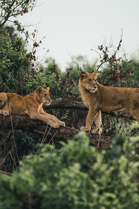 2 Days Adventure Safari To Queen Elizabeth National Park Uganda