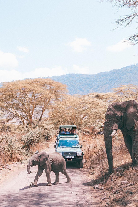 Tarangire Day Trip