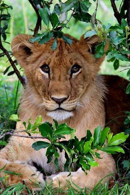 7 Days Kenya Budget Camping Safari Adventure