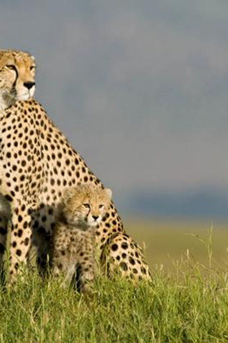 3 Day Flying Package To Amboseli National Park