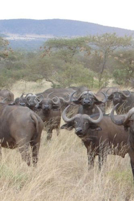 3 Days Tsavo West Tsavo East National Park Safari Holiday
