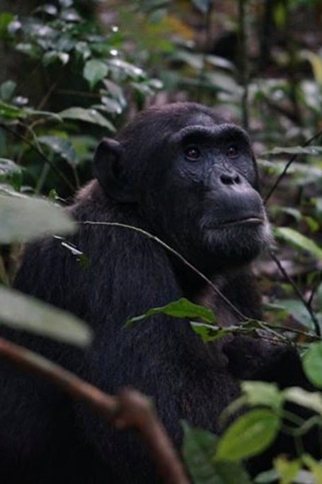 3-Day Gorilla Trekking Safari In Uganda - Budget Safari