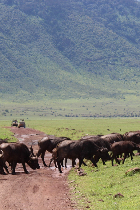 3 Day Safari To Ngorongoro Crater 