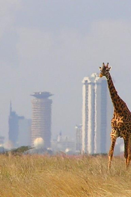 Nairobi National Park Game Drive