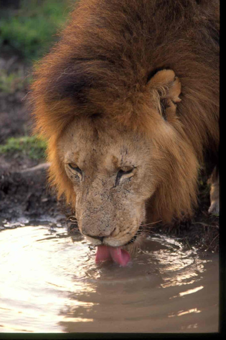 6 Days 5 Nights Amboseli Lake Nakuru And Mara