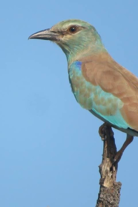 Tarangire National Park Full Day Trip