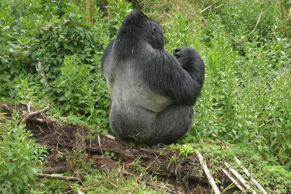 1 day gorilla trek eZqgK.jpg