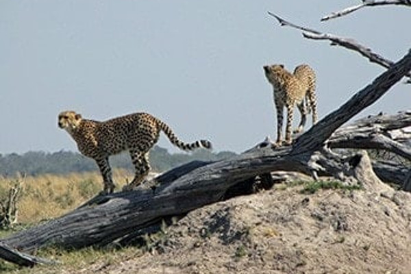 10 days victoria falls adventure safari in botswana 9Afoz.jpg