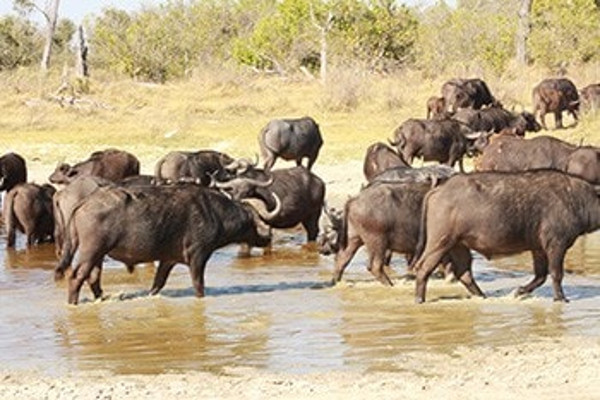 10 days victoria falls adventure safari in botswana HOl1C.jpg