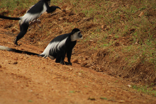 15 days uganda wildlife and activity holiday 6oUWebhTJM.jpg