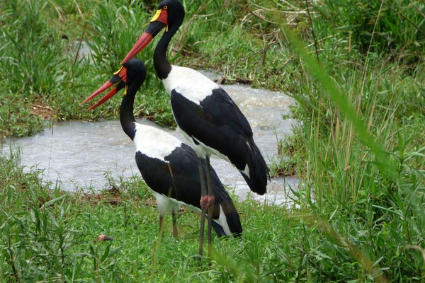 19 days birding holiday in uganda Hjf4ZR2Rxt.jpg