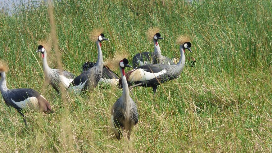 19 days birding holiday in uganda LNekOjEKUn.jpg