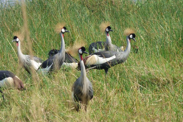 19 days birding holiday in uganda LNekOjEKUn.jpg