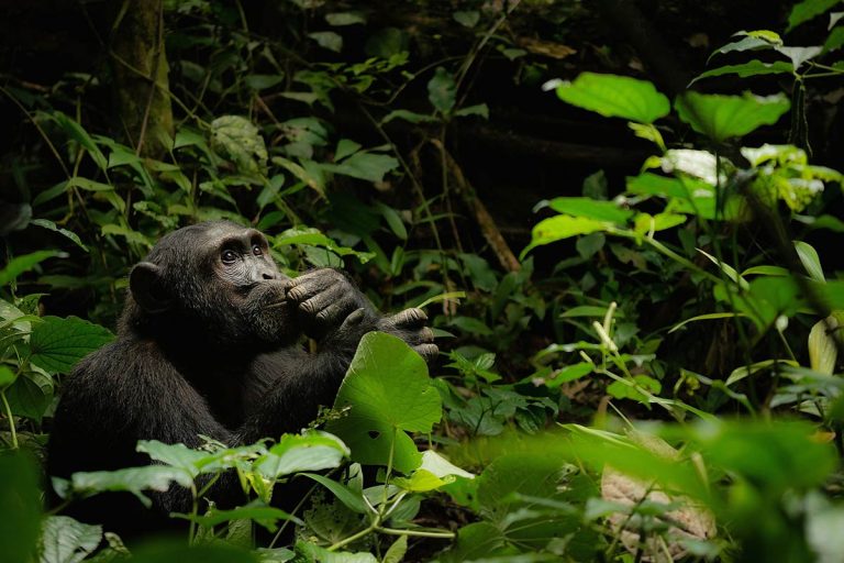 19 days uganda rwanda primates wildlife safari aeFiLRRBzI.jpeg