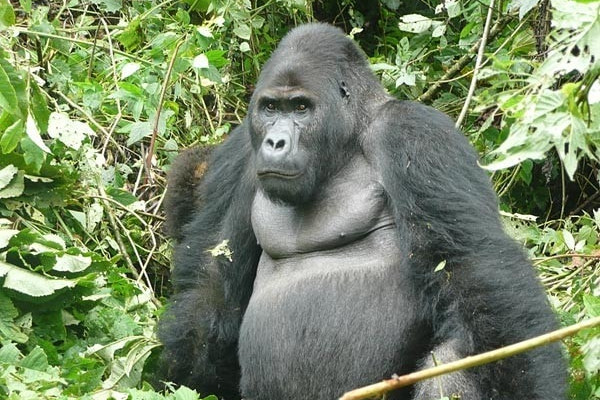 2 days uganda gorilla safari eSCcp.jpg