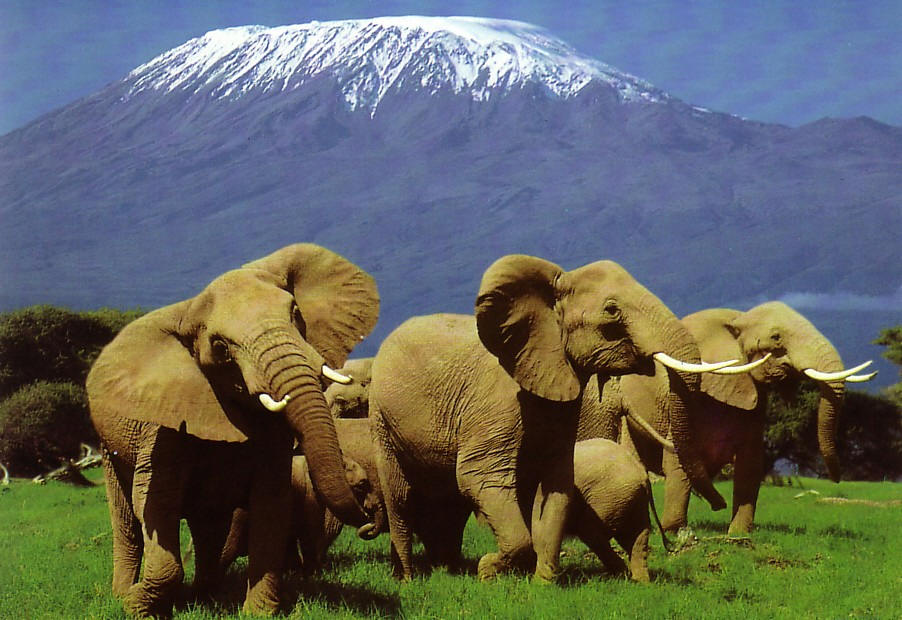 3 days amboseli fly in package On7baiDAYy.jpeg