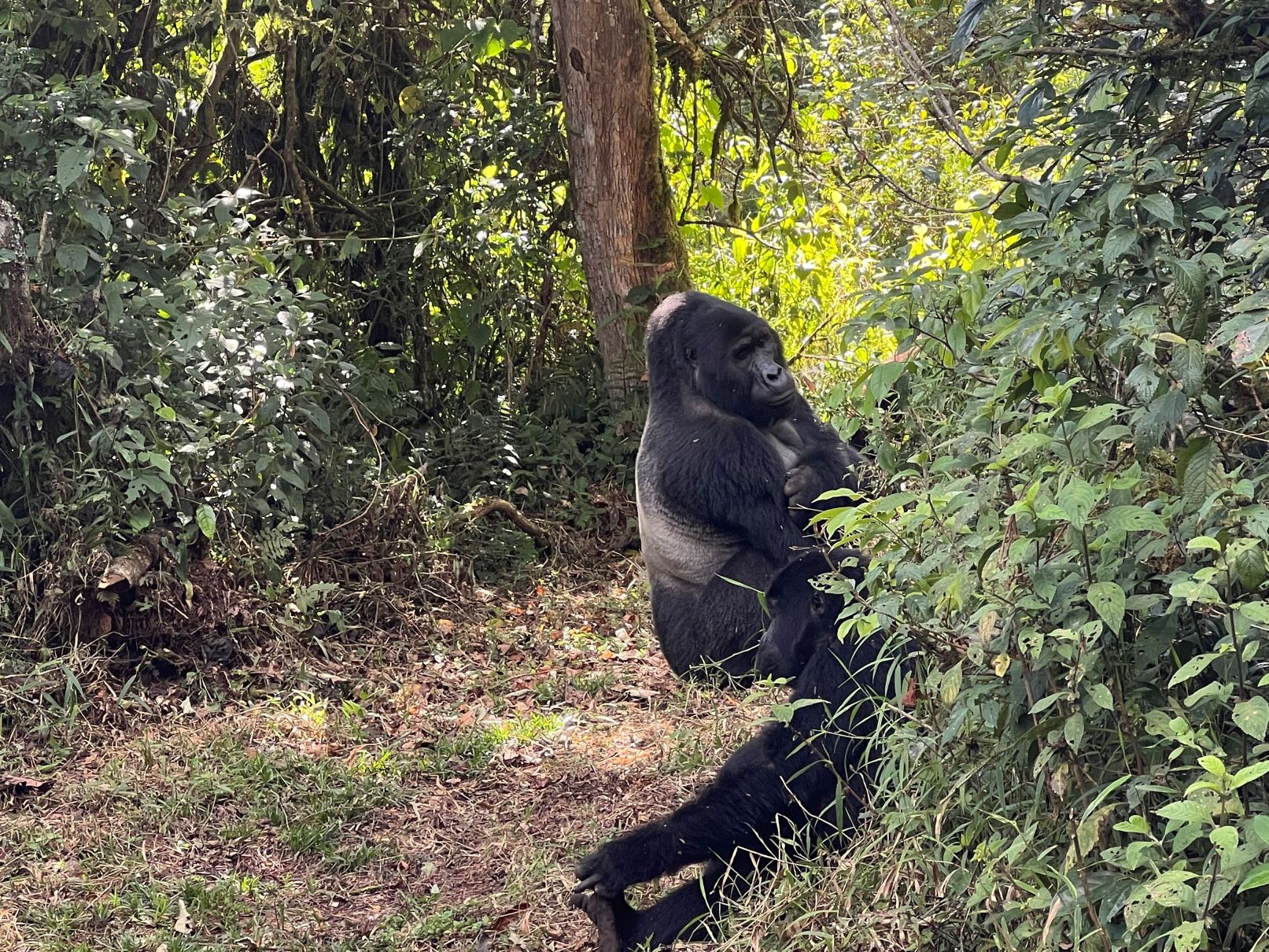 3 days gorilla tracking safari in uganda 0Gmy1nLXCz.jpg