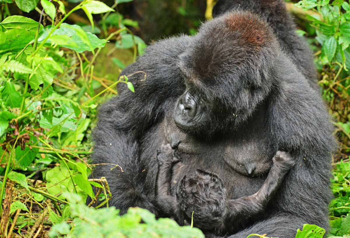 3 days gorilla tracking safari in uganda Ji2Sp3ljk4.jpg