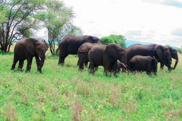 3 days tanzania safari booking last minute serengeti ngorongoro crater 66iFbCXwbW.jpg