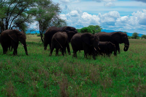 3 days tanzania safari booking last minute serengeti ngorongoro crater WF99w0RSAE.jpg