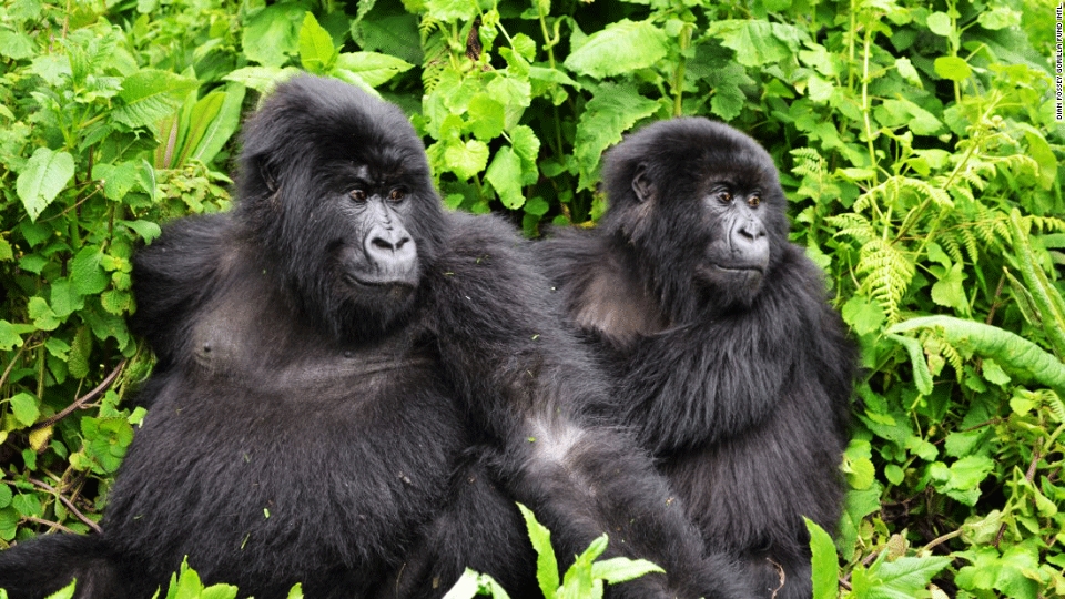 3 days uganda gorillas safaris 0qegdoqWsy.jpeg