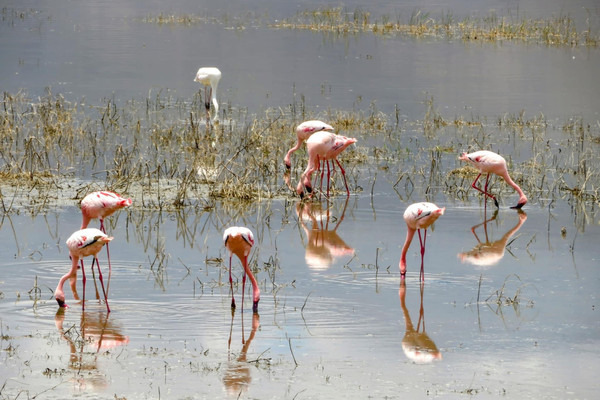 4 day masai mara lake nakuru exploration iRYZ2VjiAd.jpg